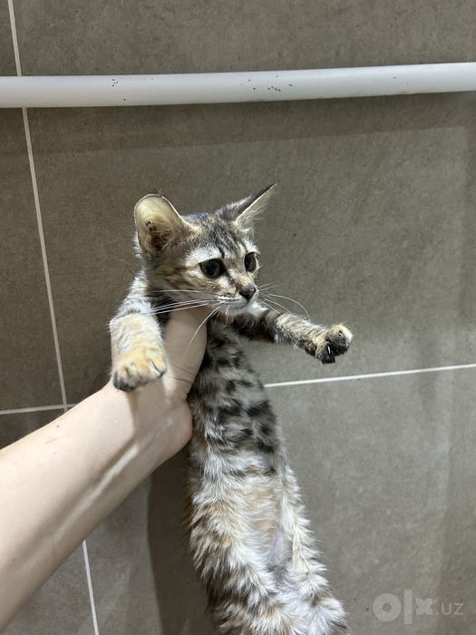 Котенок в добрые руки