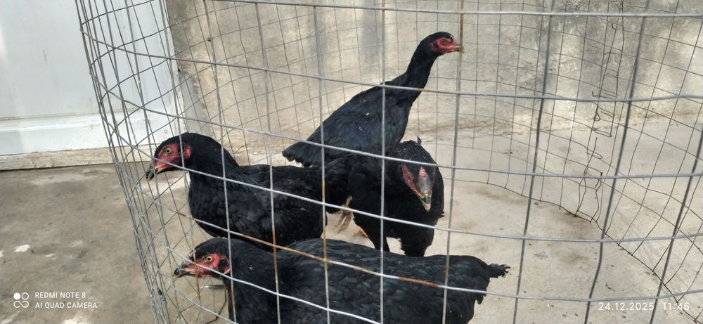 Дакан макиёнла бор