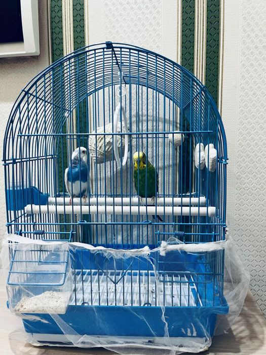 Попугай красивые.