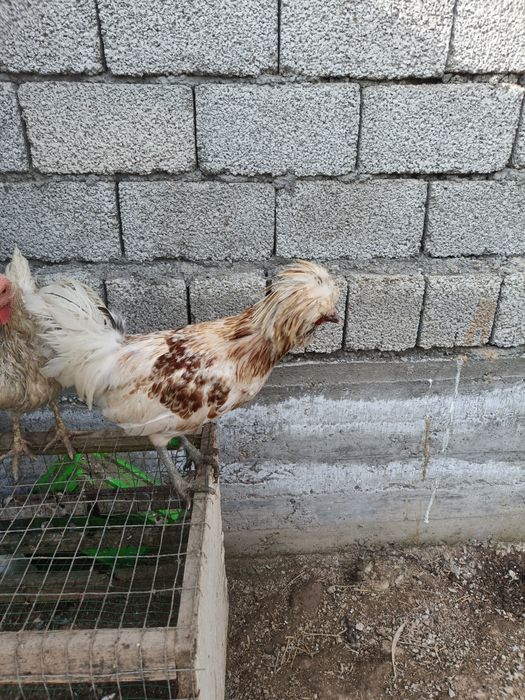 Brama,paduan,dakan,yapon parala sotiladi