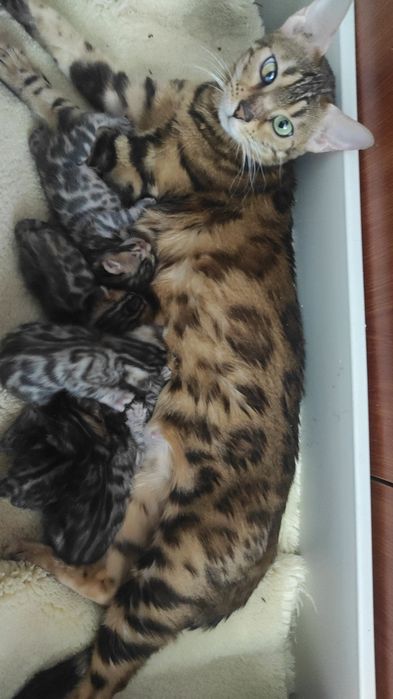 Котята породы Бенгал