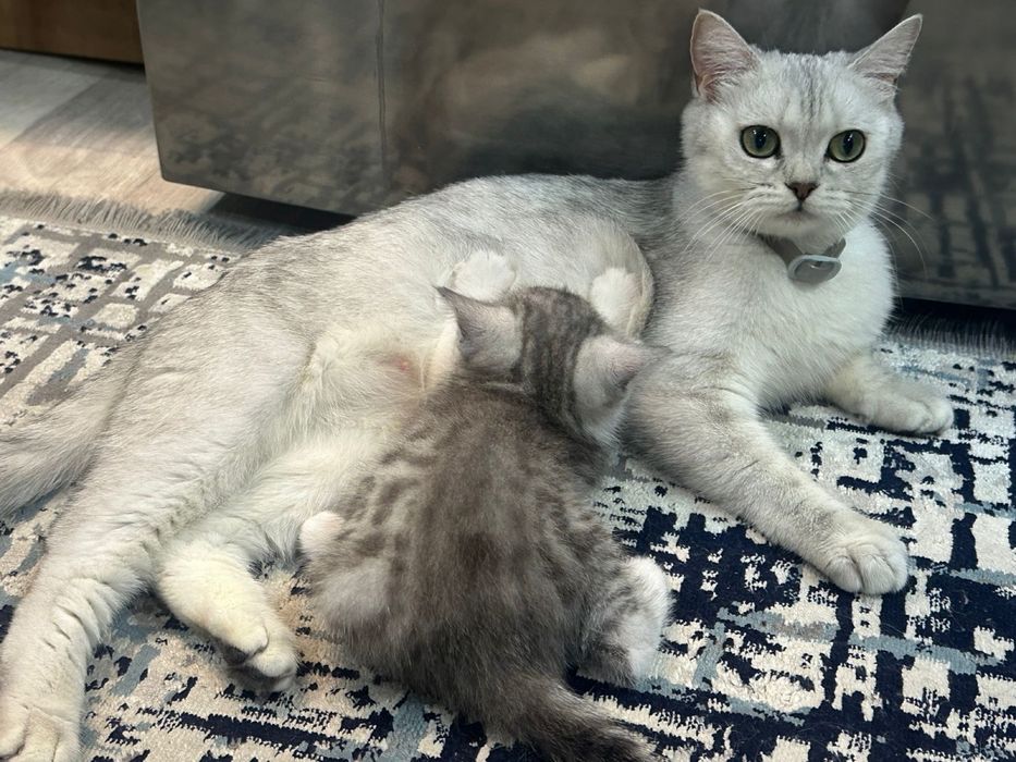 Британская кошечка (девочка)