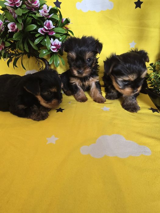 Мини йоркширски териер