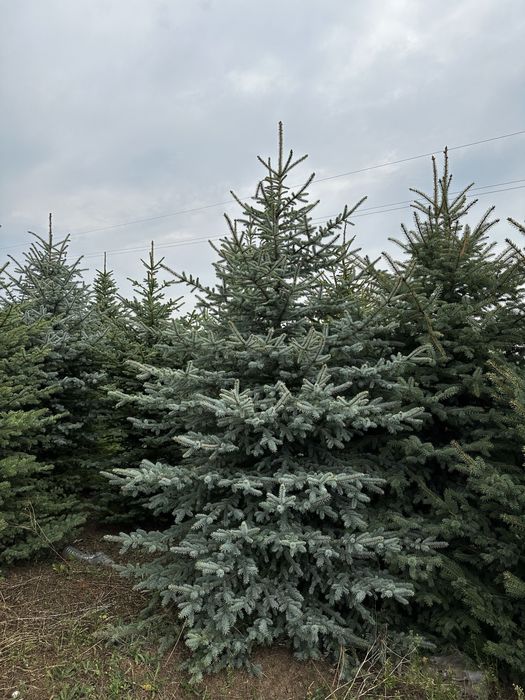Лавровишна,футиния! Рози,лейланди и смарагд!