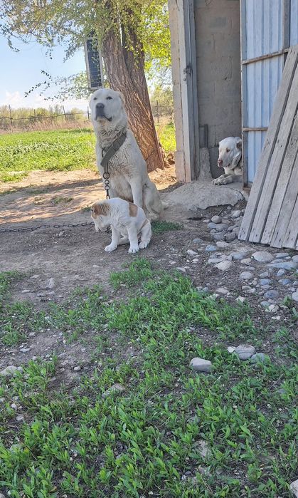 Алабай күшік Алабай щенок