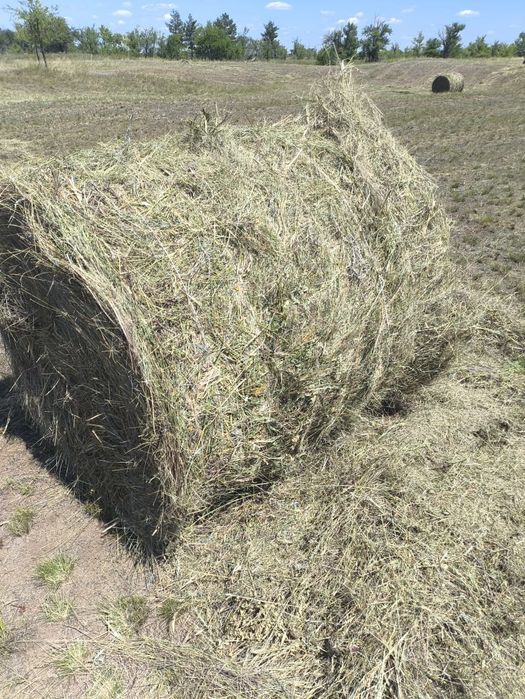 Продам сено в рулонах
