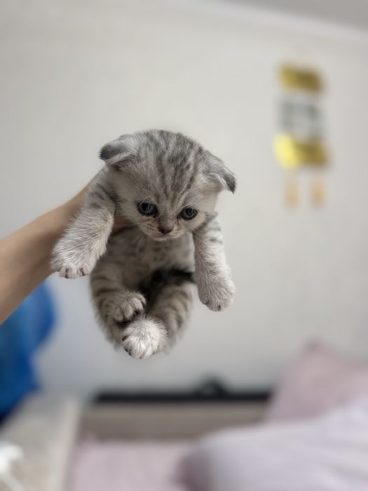 Котята британские вислоухие