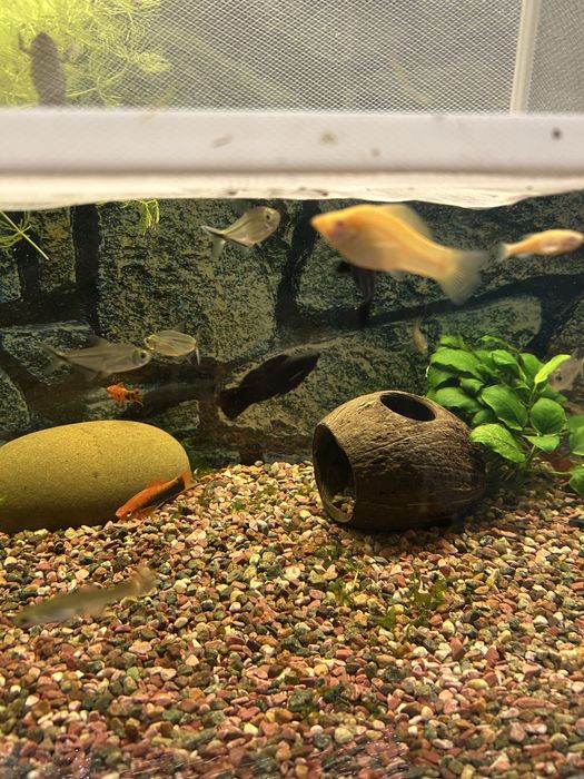 Продаю тернецию