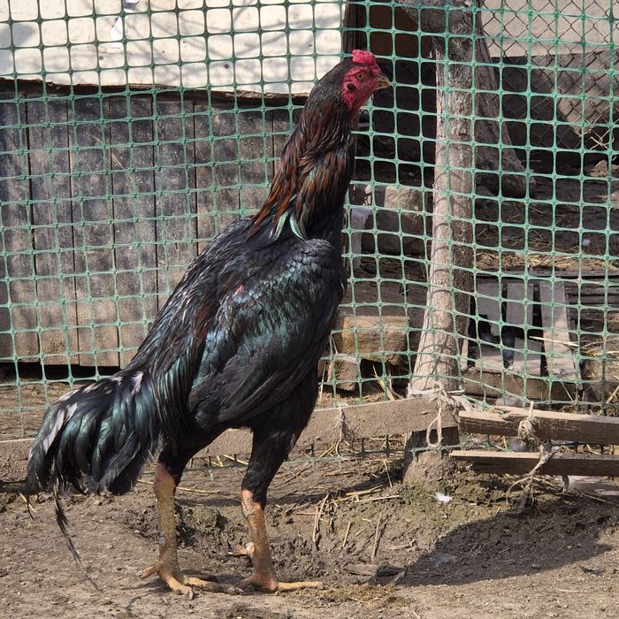 Петух бойцовый    .  .