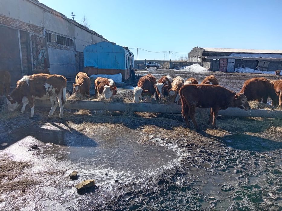 Продаются телята от 10 месяцев до 1,2 года.