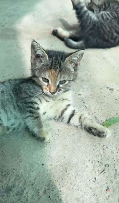 Отдам бесплатно в хорошие руки кошку и четыре котят