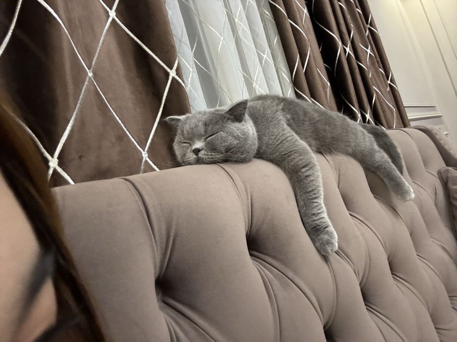 Британская короткошерстная кошка