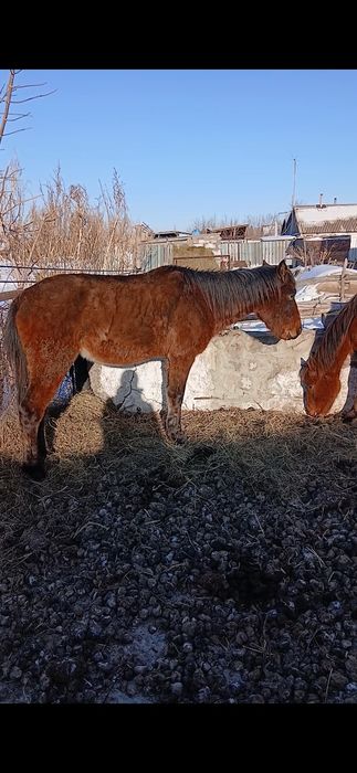 Айғыр сатылады Жеребец