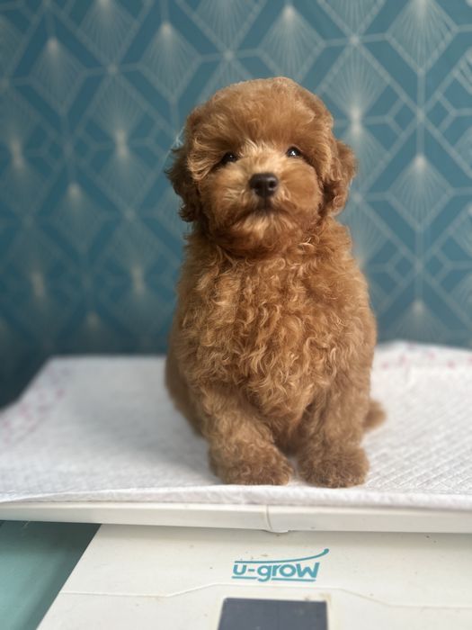 Poodle Toy  ,Caniche rasa pura,Pedigree FCi