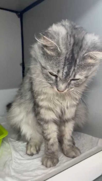 Кот  ищет дом и любящих хозяев