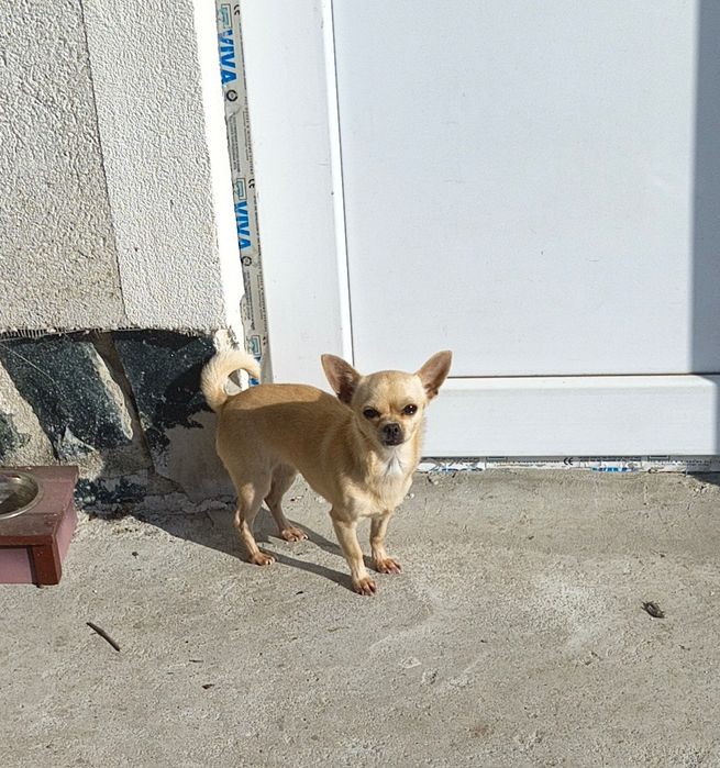 Продавам Чихуахуа