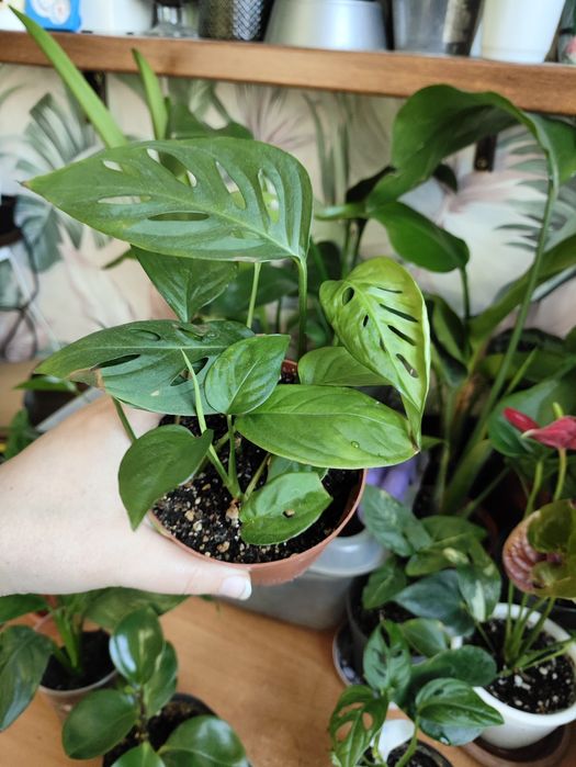 Комнатные растения