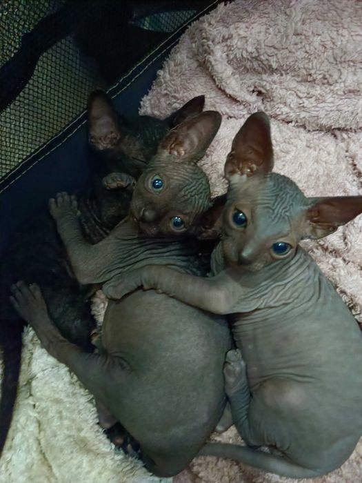 Котята сфинкс!!!