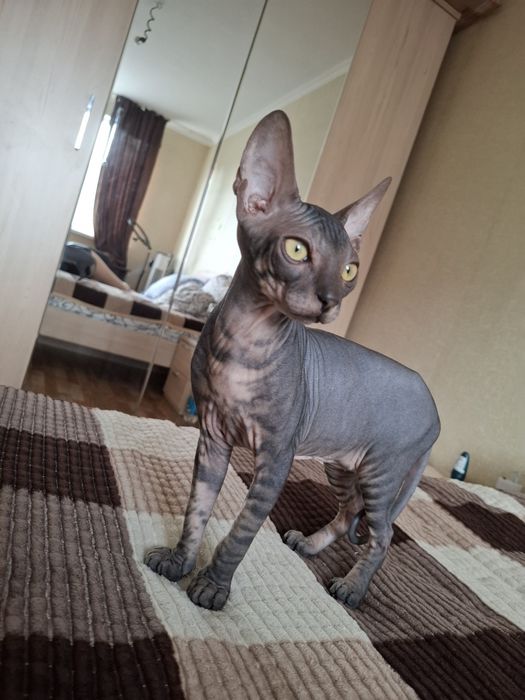 Канадский сфинкс на случку