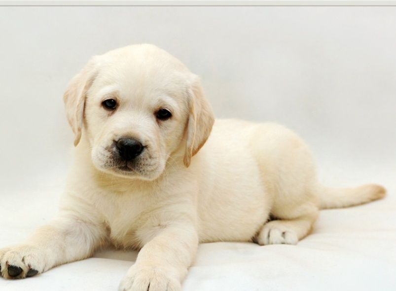 Щенки Лабрадор ретривер