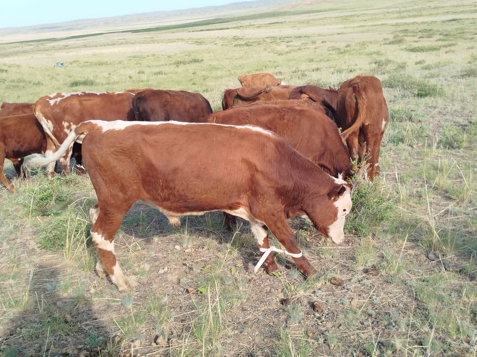 Бұқалар сатылады