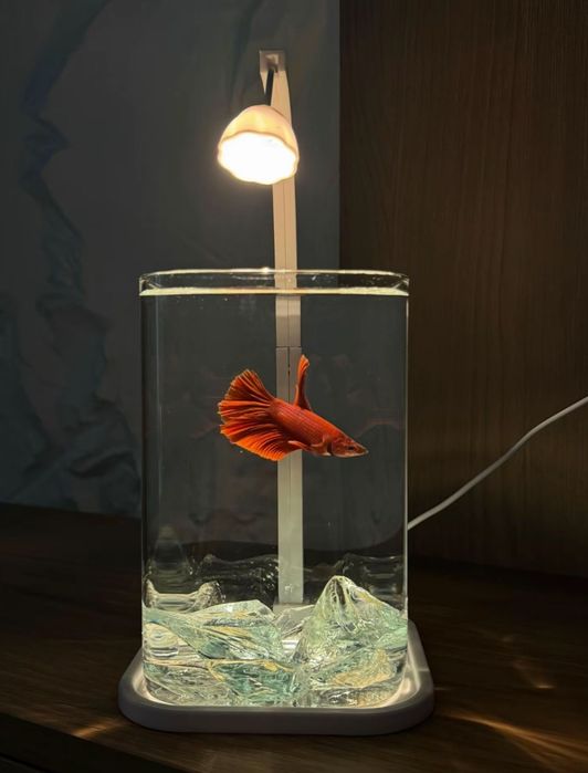 Красивые Петушки Betta