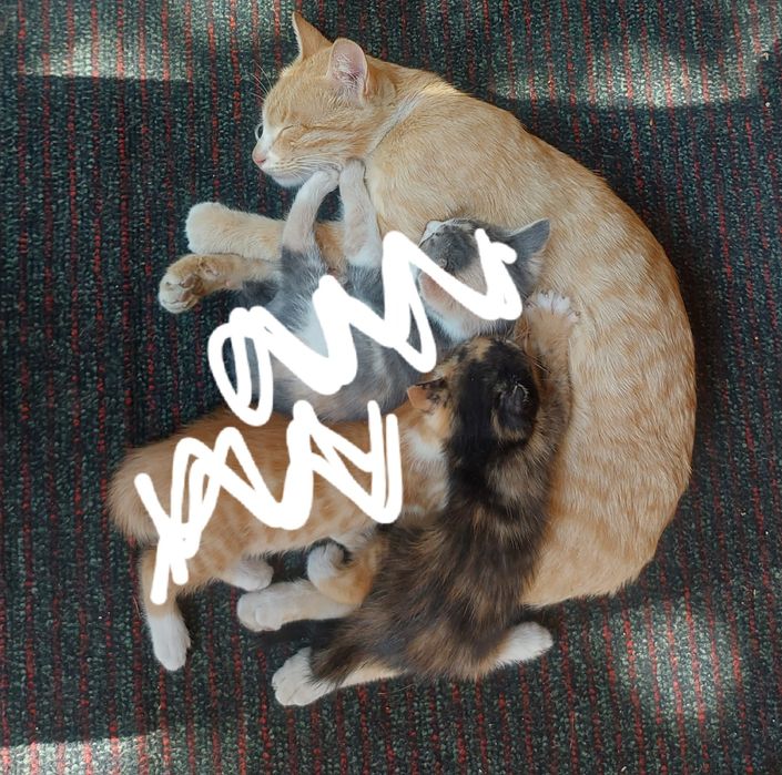 Кошка подарок Хадия