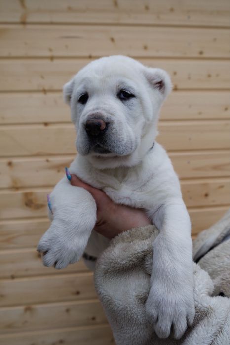 Продам щенков Алабай