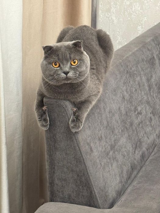 Пропал Кот!!, шотландец