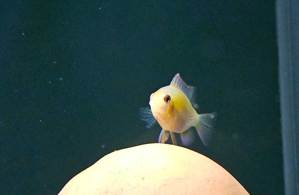 Mikrogeophagus ramirezi "Gold"