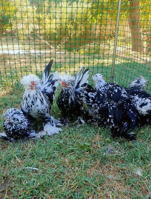 Султанка Тек балапандары 3-ай