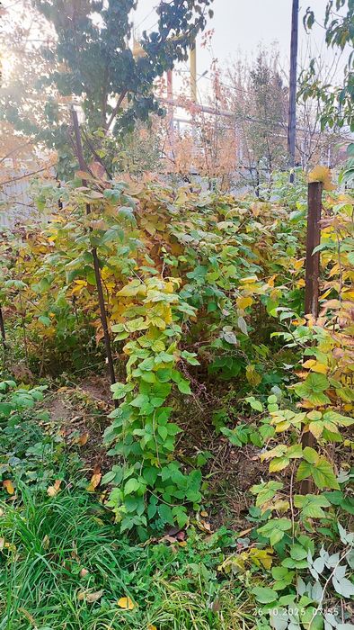 Продам саженцев малины