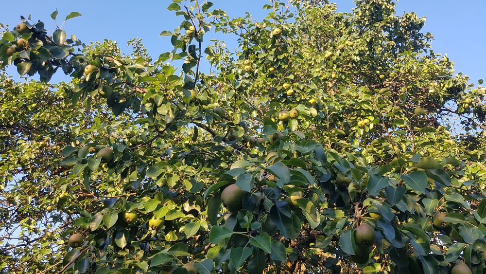 Fructe de sezon, prune, pere