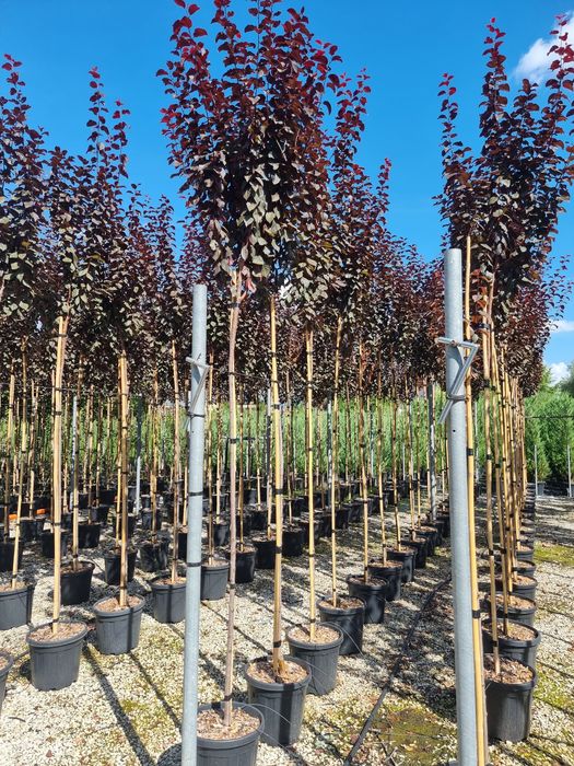 Prunus pisardi rosu- Mesteacan alb - Platan