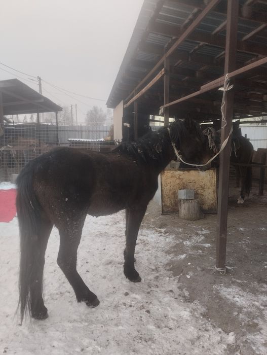 Кунан сатылады майда 3 ке келеди