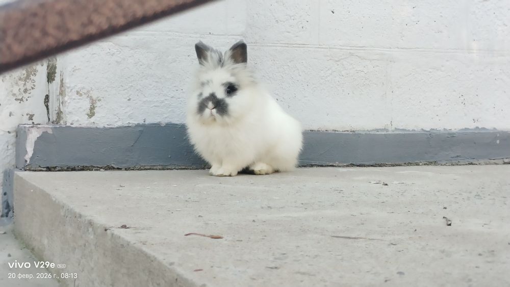 Чисто декоративные кролчата