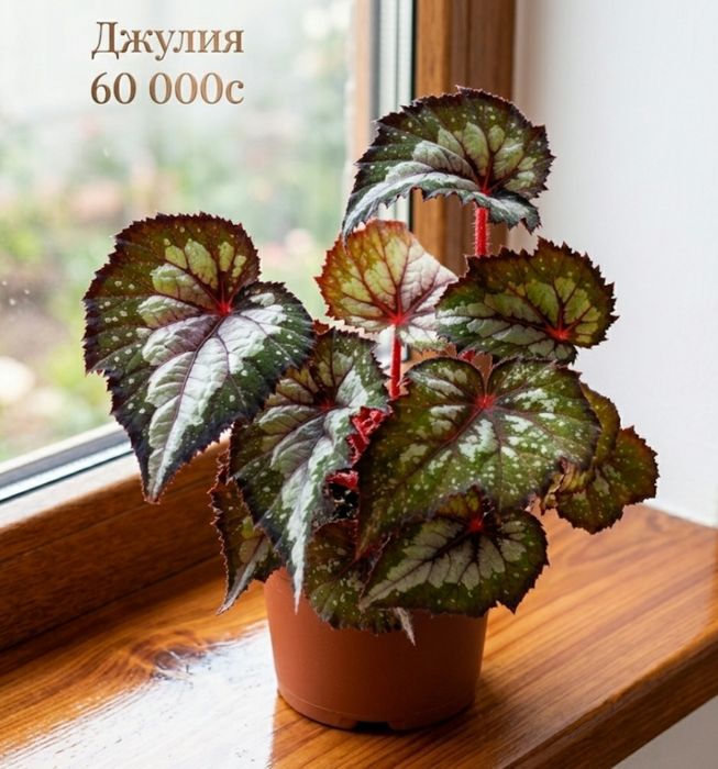 Бегонии сортовые.