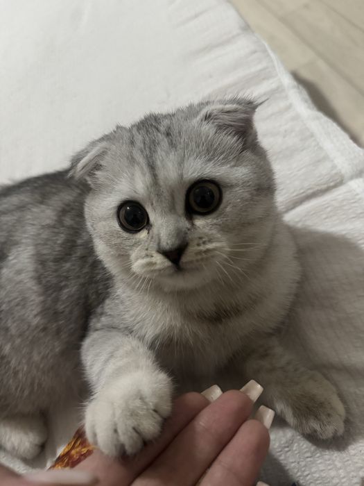 Шотландский вислоухий котёнок