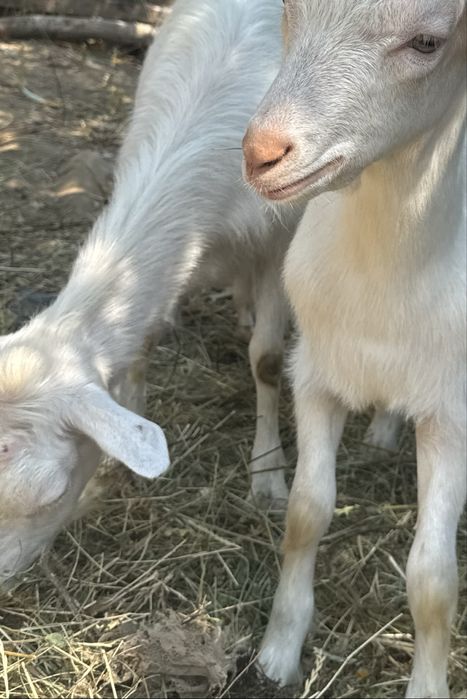 Vând capră cu 2 iezi – productivă, sănătoasă și blândă