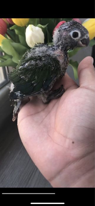 Малиновый Пиррура Полапони