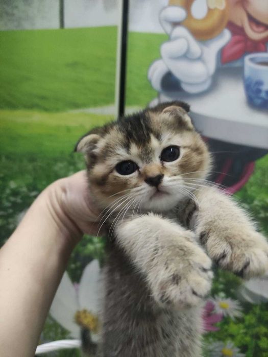 Шотландская кошечка