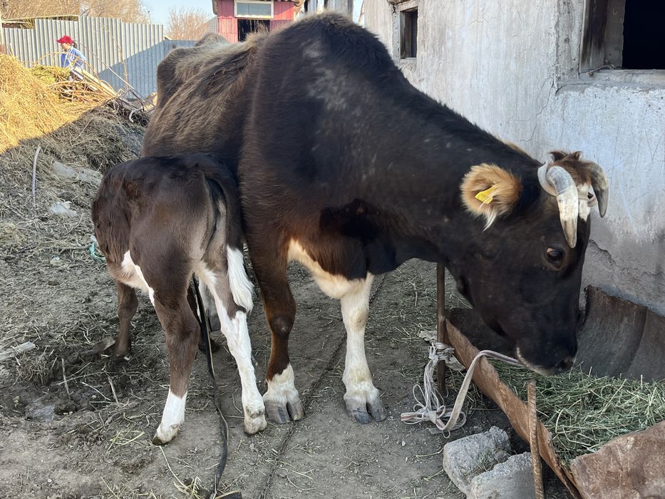 Корова стельная, 7 отёлов