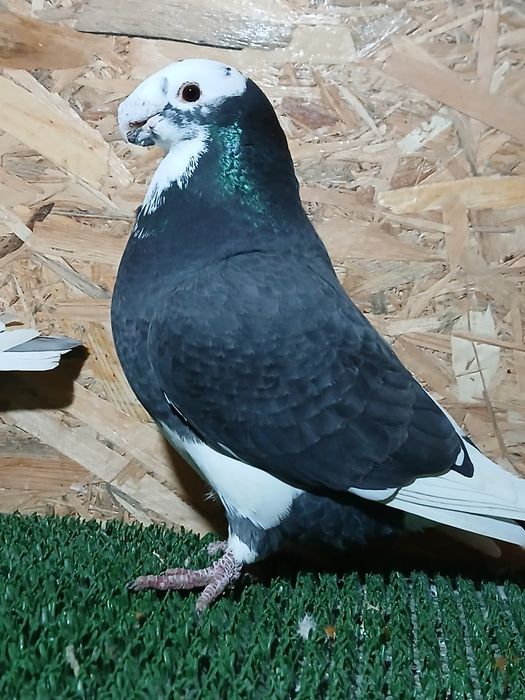 Vând americani show racer