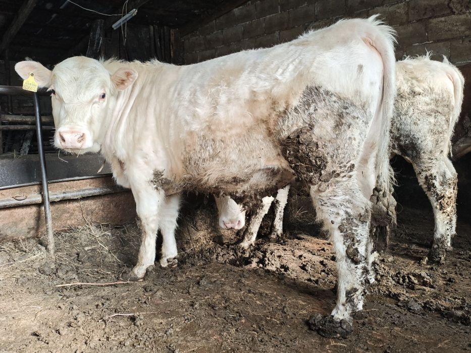 Аулиеколь бык производитель