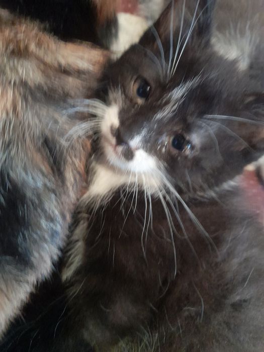 Отдам котят бесплатно