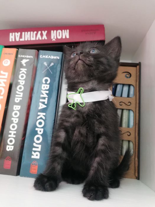 Британские котята в добрые руки.