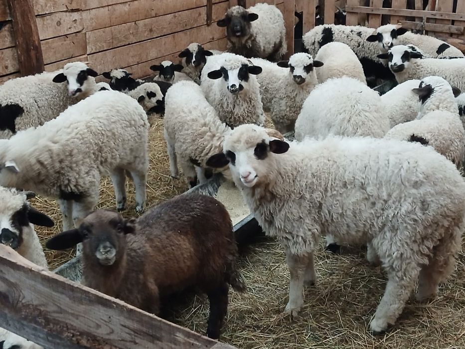 oi cu miei  de vanzare