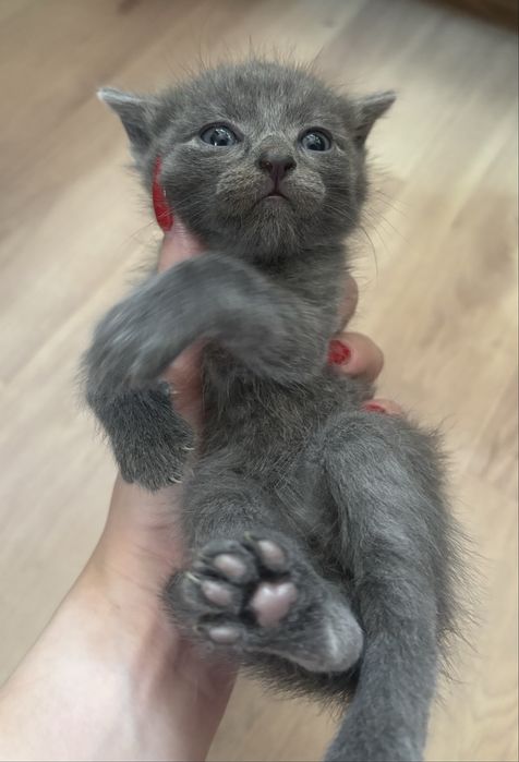 Отдам котенка(мальчик)