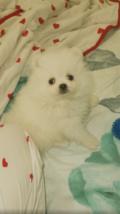 Шпиц по американский