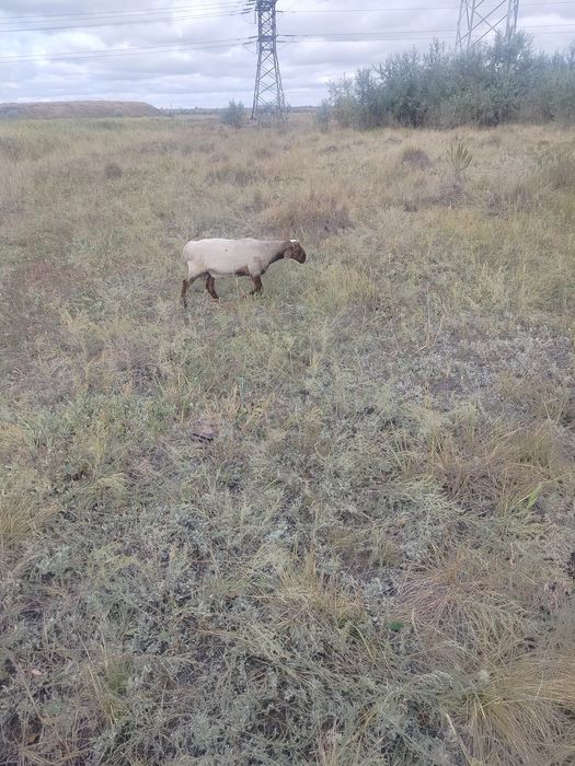 Продам Баранаааа